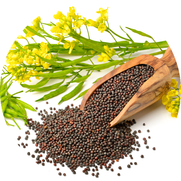 Robust Design Hydraulic Press